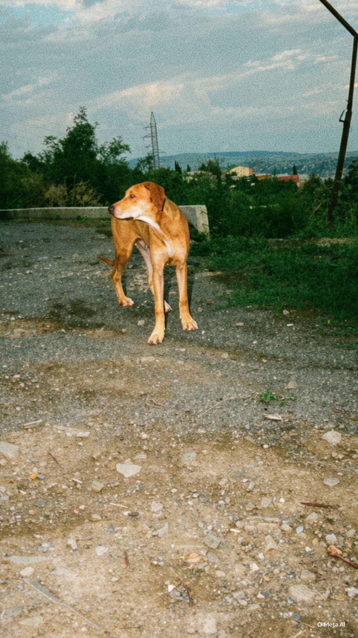 ლაბლადორის მეტისი photo 2
