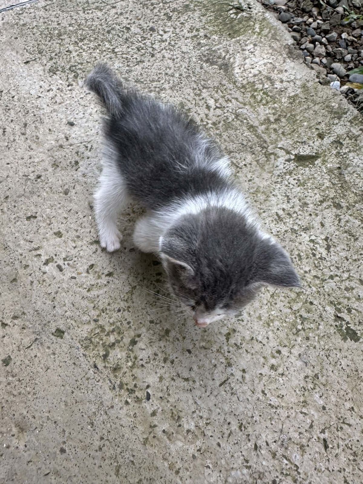 ევროპული მოკლე ბეწვიანი photo 5
