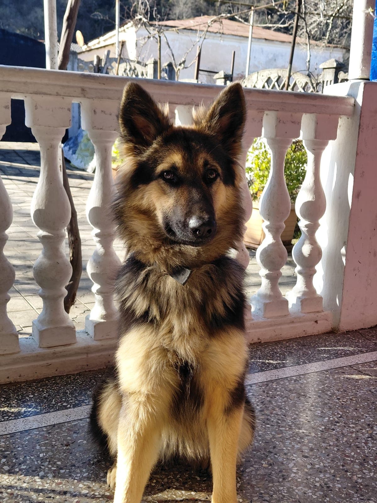 გერმანული ავჩარკა